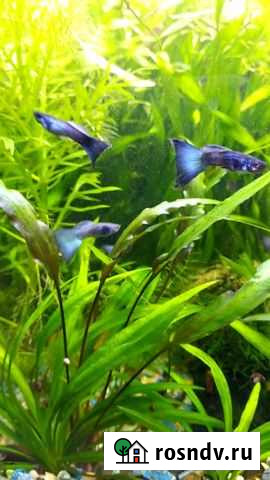 Гуппи Московские сине-зеленые Кореновск - изображение 1