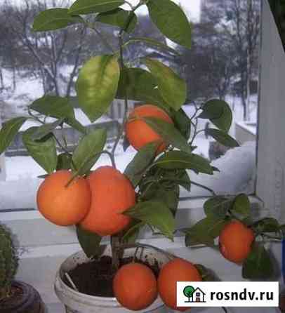 Мандариновое дерево Тучково
