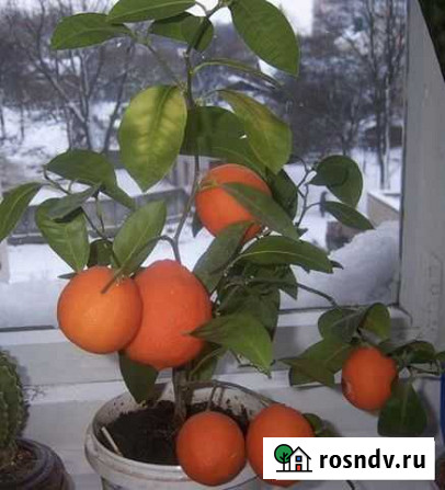 Мандариновое дерево Тучково - изображение 1