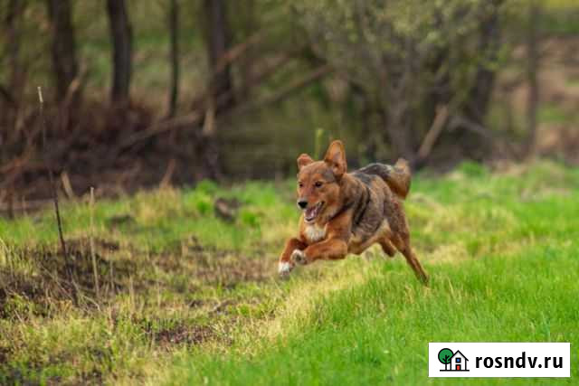 Лисенок ищет дом Курск - изображение 1