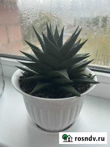 Хавортия Кострома - изображение 1