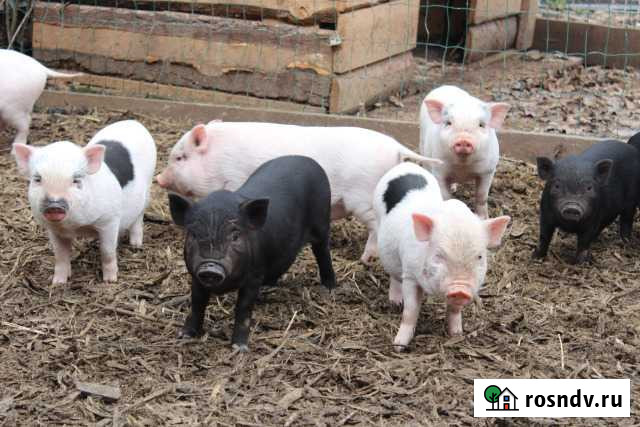 Вьетнамские поросятки Нижний Новгород - изображение 1