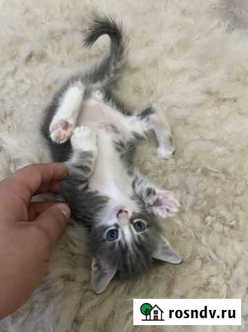 Котята Порода Американка Гладкошерстка В добрые ру Феодосия - изображение 1