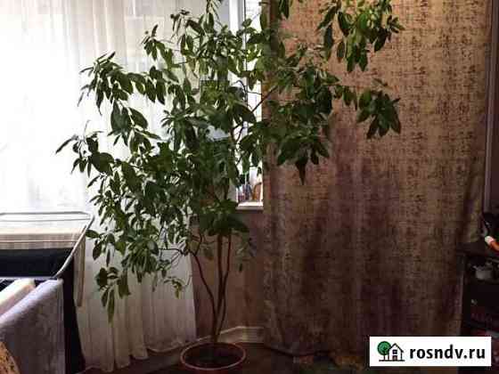 Фикус бенджамина Котельники
