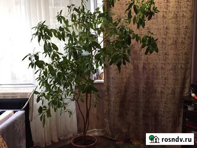 Фикус бенджамина Котельники - изображение 1