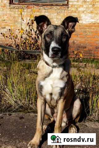 Рокки ищет дом. Приют Зоощит Череповец - изображение 1