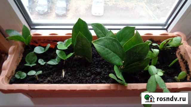 Отростки замиоулькас и декабриста Люберцы - изображение 1