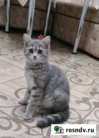 Красивый котенок девочка Краснодар - изображение 1