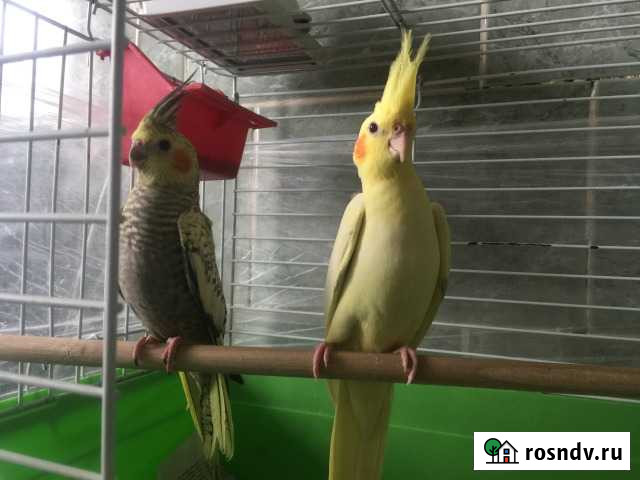 Корелла (птенцы) Нижний Новгород - изображение 1