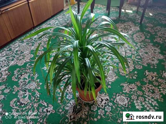 Комнатные растения Усолье-Сибирское - изображение 1