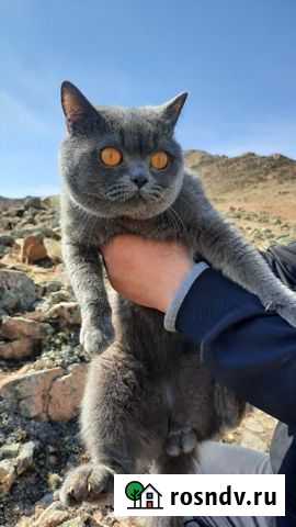 Британский кот Улан-Удэ - изображение 1