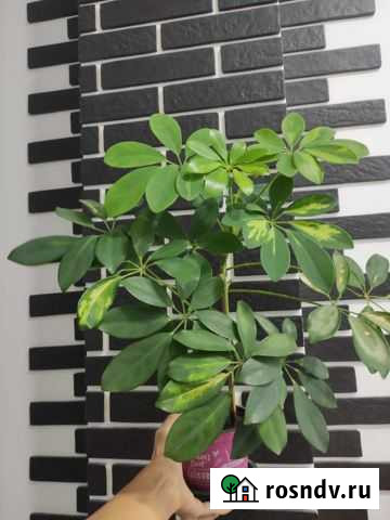 Шефлера Сочи - изображение 1