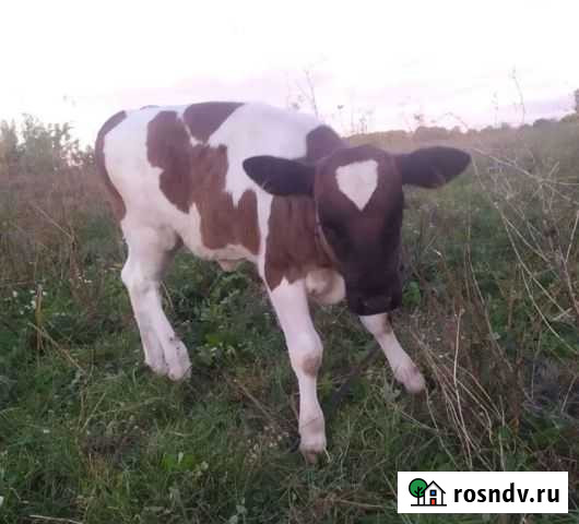 Телочка Ивня - изображение 1