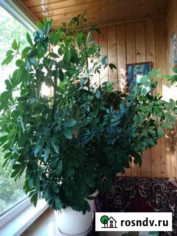 Шефлера Обнинск - изображение 1