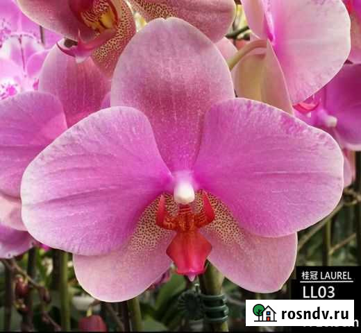 Орхидея фаленопсис Freckle Bird Ярославль - изображение 1