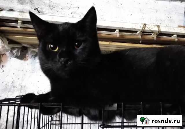 Стерилизованная молодая кошка Белгород - изображение 1