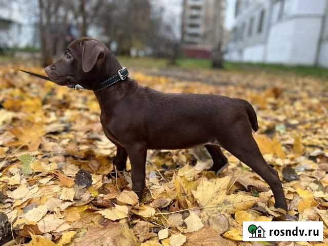 Паттердейл терьер Тверь - изображение 1