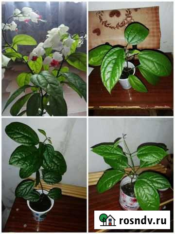 Комнатные растения и цветы Юрга - изображение 1