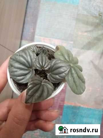 Пеперомия Рославль - изображение 1