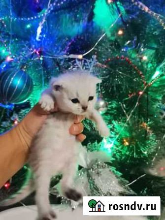 Котята серебристая шиншилла Славянск-на-Кубани - изображение 1