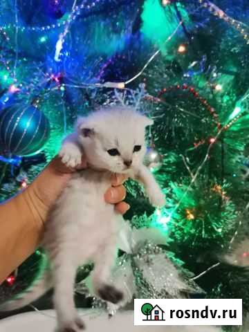 Котята серебристая шиншилла Славянск-на-Кубани - изображение 1