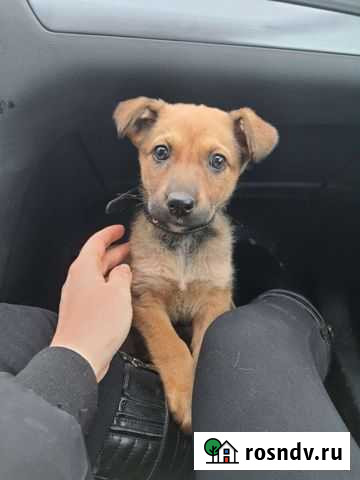 Собака Балашов - изображение 1