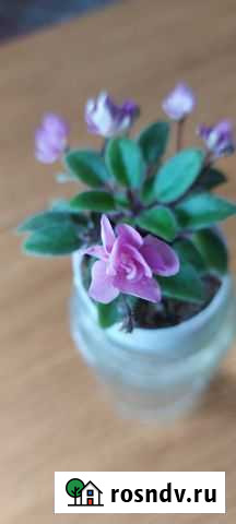 Фиалки сортовые Краснообск - изображение 1