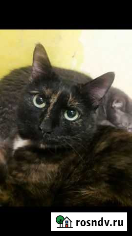 Кошка Нижний Новгород - изображение 1