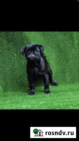 Прекрасная девочка мопсик Звенигород - изображение 1