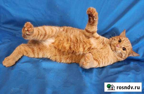 Котик Ульяновск - изображение 1