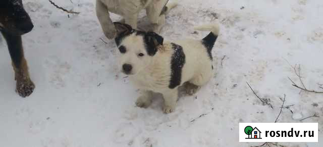 Щеночки звоночки Камышин - изображение 1