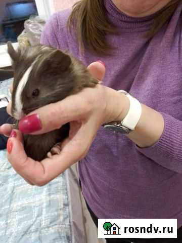 Морские свинки Мурманск - изображение 1