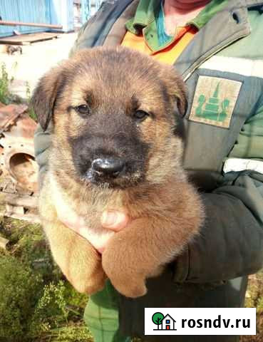 Щенки мальчики в дом, 2 месяца Казань - изображение 1