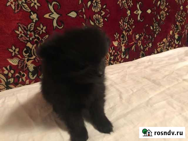 Щенки шпица Тула - изображение 1