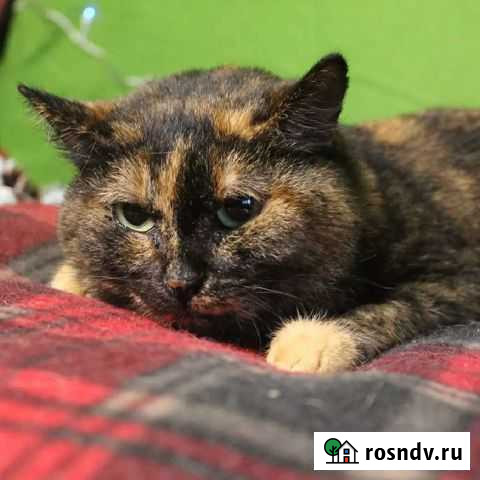 Кошка Нина ищет дом Тула - изображение 1