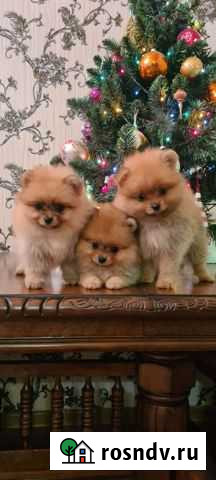 Шпиц. Девочки Ростов-на-Дону - изображение 1