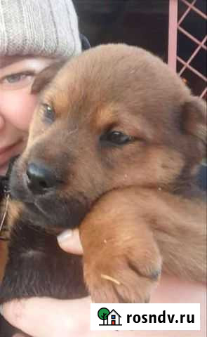 Щеночки в добрые руки Барнаул - изображение 1