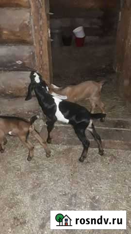 Продам козлика Петрокаменское - изображение 1