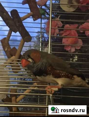 Амадина самец Санкт-Петербург - изображение 1