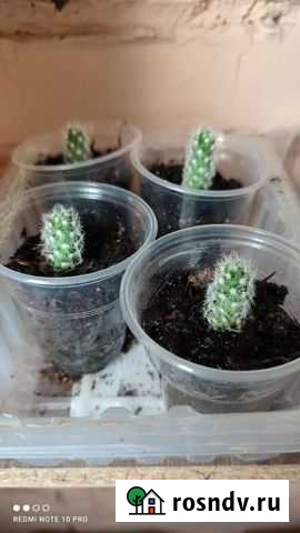 Кактусики Приволжский - изображение 1