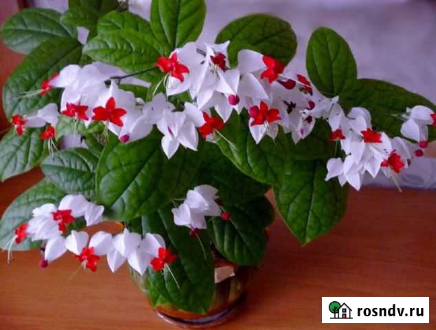 Цветок комнатный (клеродендрум) Камышин - изображение 1