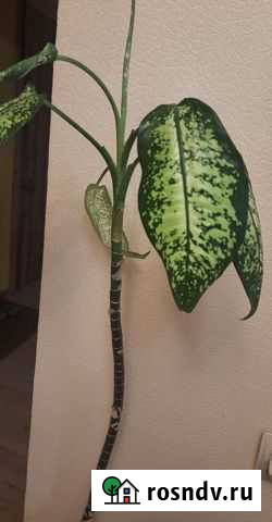 Диффенбахия Уфа - изображение 1
