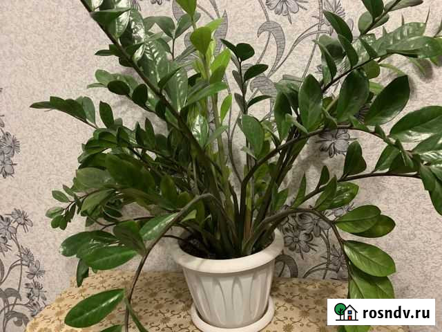 Замиокулькас Ижевск - изображение 1