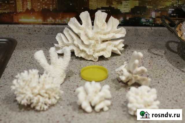 Кораллы натуральные для аквариума и дом. интерьера Волгоград - изображение 1