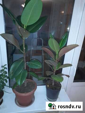 Фикус каучуконосный Мытищи - изображение 1