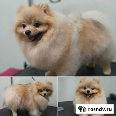 Стрижка собак и кошек Волгоград - изображение 1