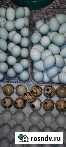 Яйцо перепелиное Щёлкино - изображение 1