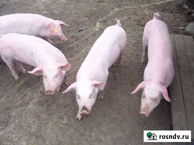 Свинья в живом весе ландрас Кстово - изображение 1