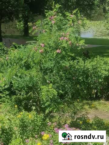 Акация розовая Калининград - изображение 1