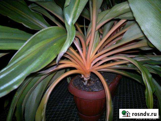 Семена хлорофитума оранж мармелад Сочи - изображение 1